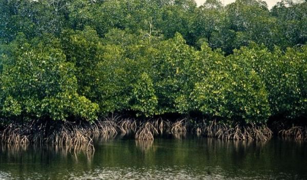 Mangroves